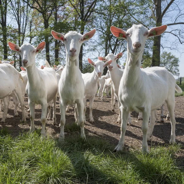 Skupina bílých koz venku na slunném jarním dnu poblíž Utrecht — Stock fotografie
