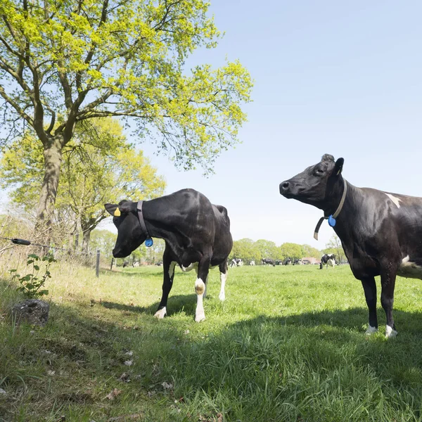 Vacas pretas e brancas no prado da primavera perto de gelderse vallei betwe — Fotografia de Stock