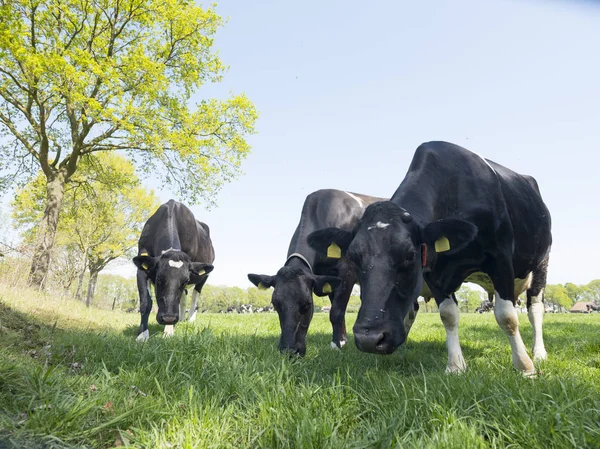 Vacas pretas e brancas no prado da primavera perto de gelderse vallei betwe — Fotografia de Stock