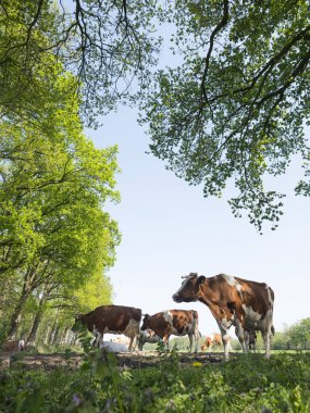 kayın taze yaprakları altında meadowvunder kırmızı ve beyaz benekli inekler