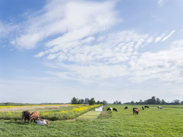 Grön äng landskap nära Utrecht på våren med kor och Cana — Stockfoto