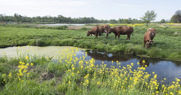 Gula vårlöv och kor i grön gräsbevuxen holländsk äng på su — Stockfoto