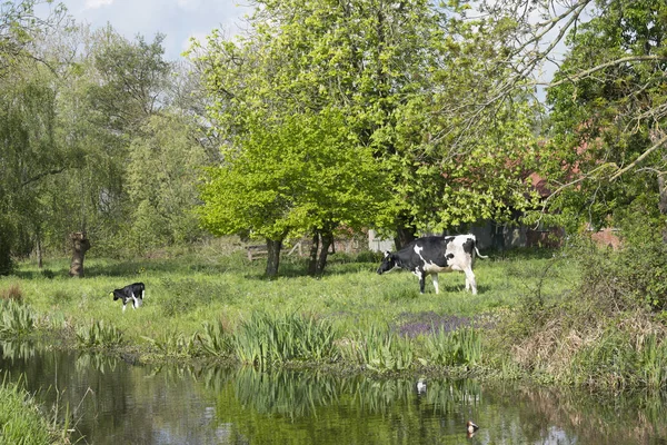 Черно-белая корова с теленком в пышном саду весной около W — стоковое фото