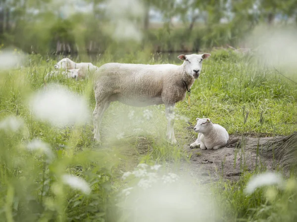Young lambs and sheep in green grassy field with spring flowers — 스톡 사진