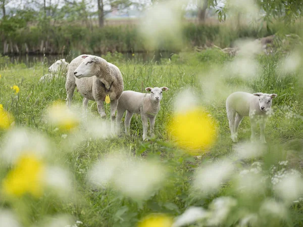 Jonge lammeren en schapen in groen grasveld met lentebloemen — Stockfoto