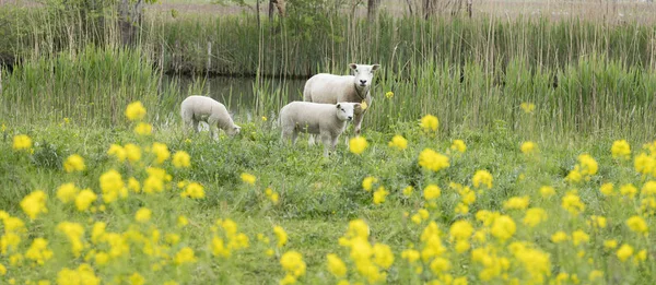 Cordeiros jovens e ovelhas em campo gramado verde com flores de primavera — Fotografia de Stock