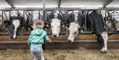 Genç kız ahırın içindeki inekleri samanla besliyor.