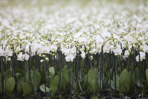 Nederländskt växthus med Mass odling av rosa orkidéer i Hollan — Stockfoto