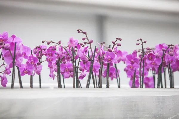 Serra olandese con coltivazione di massa di orchidee rosa in Olanda — Foto Stock
