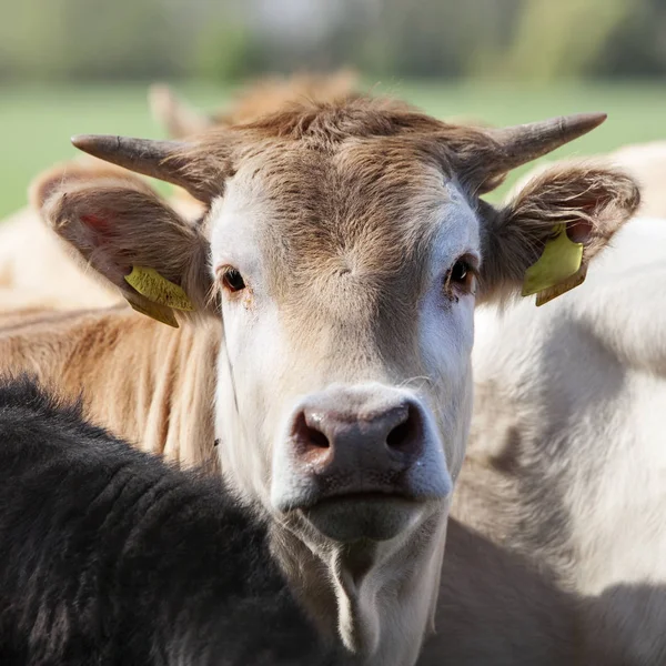 Head of blonde d'aquitaine calf that looks at camera — Stock Photo, Image