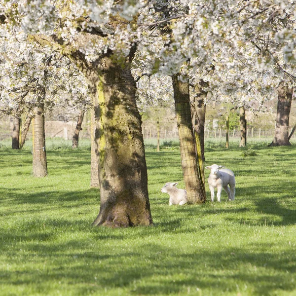两只羔羊在荷花春天开花的樱花树下 — 图库照片
