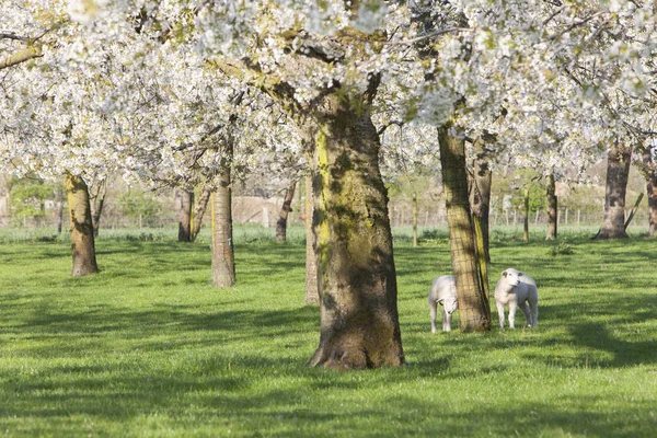 两只羔羊在荷花春天开花的樱花树下 — 图库照片