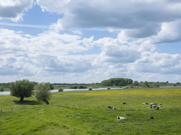 Black and white cows near willows in dutch floodplains of river — Stock Photo, Image