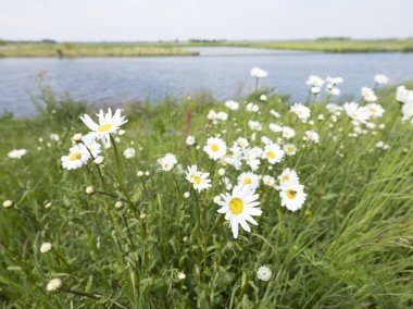 white and yellow daisy flowers in field under blue sky with clou