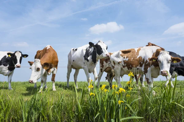 Spotted red and black cows stand in green grassy meadow with yel — Stock Photo, Image