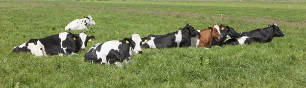 Запятнанные коровы возлежат на зеленой траве — стоковое фото