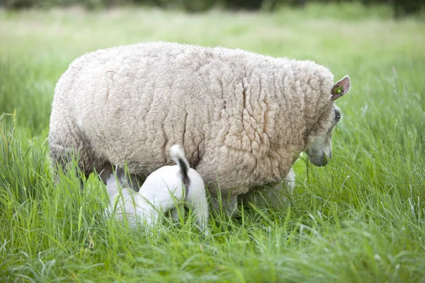 Las bebidas de cordero de la oveja en la hierba larga del prado — Foto de Stock