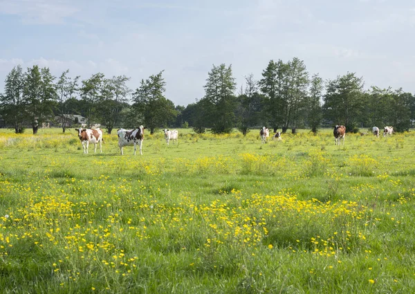 Vacas con manchas rojas y blancas y tazas de mantequilla en el prado holandés de verano —  Fotos de Stock