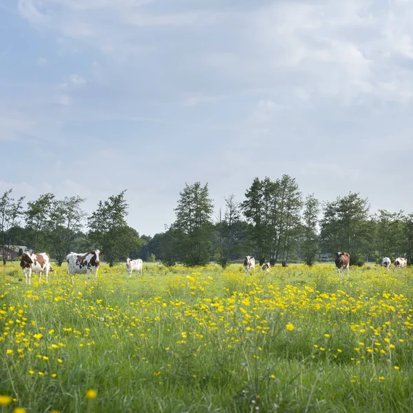 Vacas con manchas rojas y blancas y tazas de mantequilla en el prado holandés de verano —  Fotos de Stock