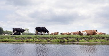 siyah ve kırmızı benekli inekler yalan ve yeşil hollanda çayır i standı