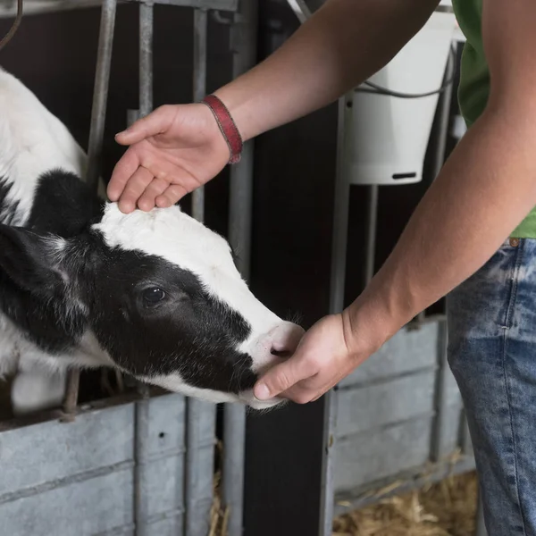 Black and white calf suckles hand of farmer — Stock Photo, Image