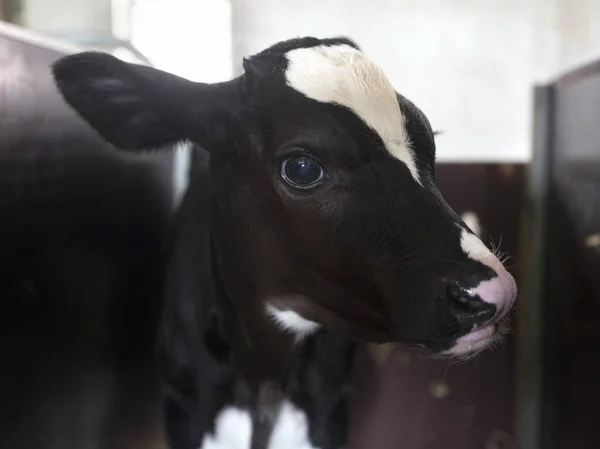 Cabeça de bezerro preto e branco dentro da fazenda — Fotografia de Stock