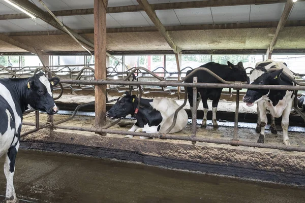 Hollanda 'da Hollandalı çiftlikte ahır içinde inekler — Stok fotoğraf