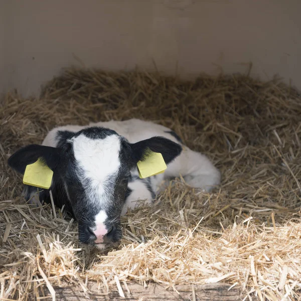 네덜란드에서 네덜란드 농장에 밀짚에 검은 색과 흰색 신생아 송아지 — 스톡 사진