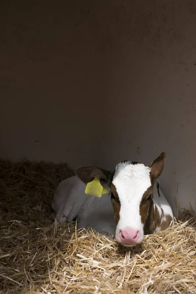 Red and white spotted newborn calf in straw — Stock Photo, Image