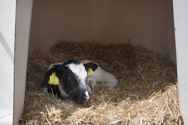 Czarno-biały cielę noworodka w słomy na holenderskiej farmie w Holandii — Zdjęcie stockowe