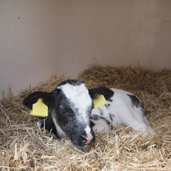 Bezerro recém-nascido preto e branco em palha na fazenda holandesa na Holanda — Fotografia de Stock