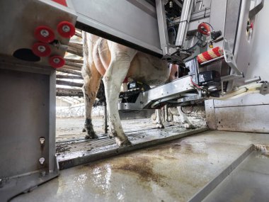 Hollanda 'da süt çiftliğinde sağım robotu ve