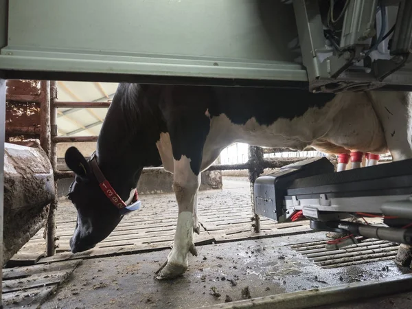 オランダの酪農場で搾乳ロボットと牛 — ストック写真