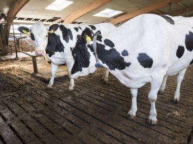 hollan Hollanda çiftlikte ahır içinde siyah ve beyaz benekli inekler