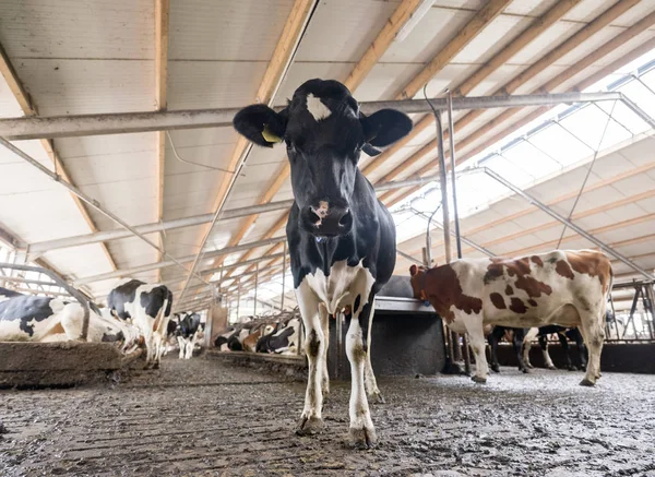 Hollan Hollanda çiftlikte ahır içinde siyah ve beyaz benekli inekler — Stok fotoğraf