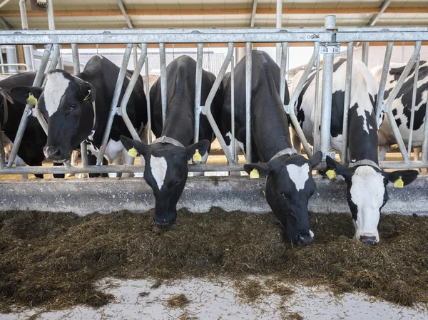 Zwart-wit gevlekte Holstein koeien voeden de Nederlandse boerderij in Holl — Stockfoto