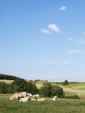 Belçika La Roche ve Houffalize arasında manzara inekler