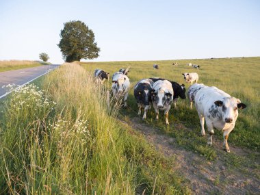 Belçika A La Roche ve Bastogne arasında manzara inekler
