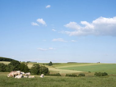Belçika La Roche ve Houffalize arasında manzara inekler