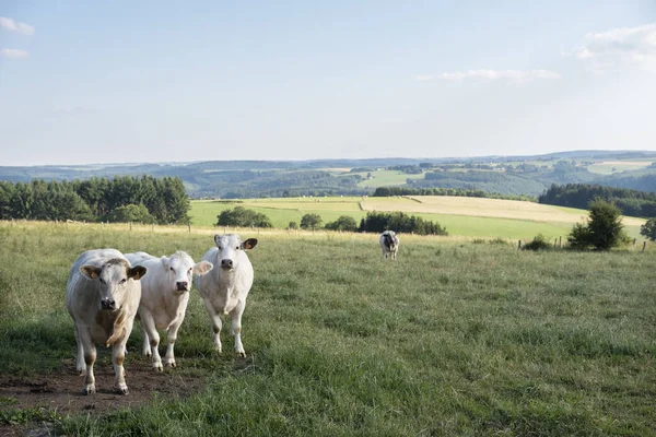 Vacas en el paisaje entre La Roche y Houffalize en el —  Fotos de Stock