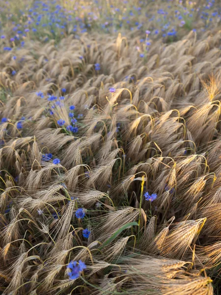 セッティのバックライトで美しい青いトウモロコシの花と小麦畑 — ストック写真