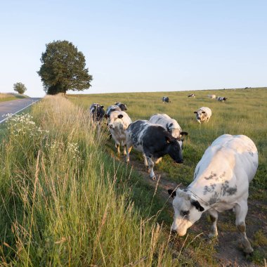 Belçika A La Roche ve Bastogne arasında manzara inekler