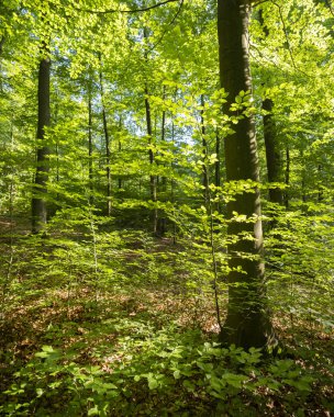 Belçika ardennes Spa yakınlarındaki ormanda taze kayın yaprakları