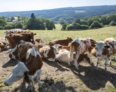 stavelot ve Spa yakın akşam çayır kırmızı ve beyaz inekler th