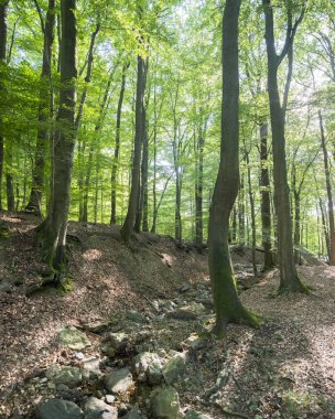 Belçika ardennes Spa yakınlarındaki ormanda taze kayın yaprakları