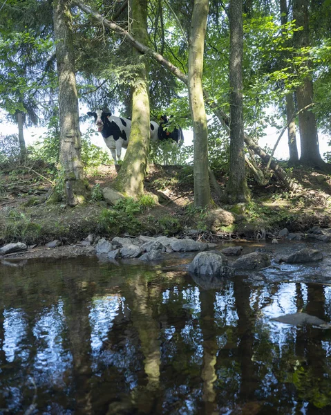 Vaca preta e branca olha curiosamente para baixo em fluxo através de árvores — Fotografia de Stock