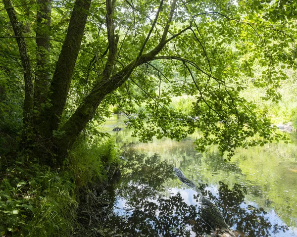Stare drzewo odzwierciedlenie w wodzie rzeki Ourthe blisko Houffalize w b — Zdjęcie stockowe