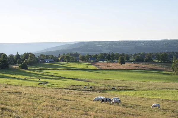 Schöne Landschaft der belgischen Ardennen mit Rindern in warmen — Stockfoto