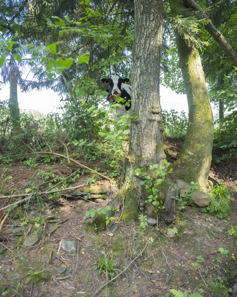 Black and white cow looks curiously down at stream through trees — Stock Photo, Image