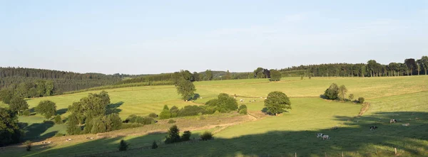 Красивый пейзаж бельгийских садовников с крупным рогатым скотом в тепле — стоковое фото